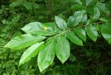 Castanea sativa. Верхушка ветки. Бельгия, провинция Льеж, гора Валсенберг, лес у обочины дороги. Июль.