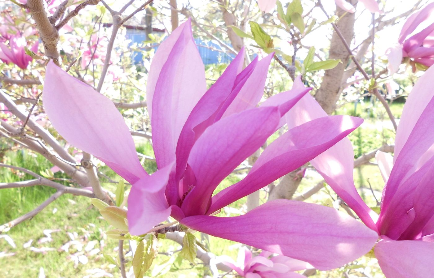 Image of Magnolia liliiflora specimen.