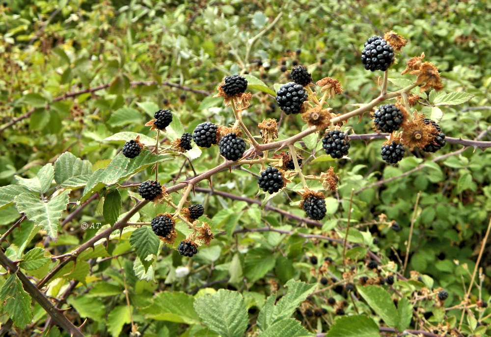 Изображение особи Rubus ulmifolius.