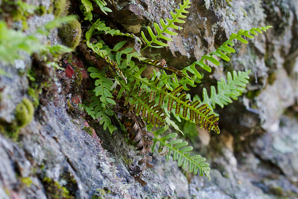 Image of Polypodium sibiricum specimen.