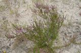 Calluna vulgaris