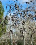 род Gleditsia. Крона молодого дерева со зрелыми плодами. Испания, Кастилия-Ла-Манча, г. Куэнка, озеленение. Январь.