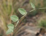 Hedysarum splendens. Лист. Казахстан, Восточно-Казахстанская обл., Глубоковский р-н, окр. с. Кожохово. 21.08.2016.