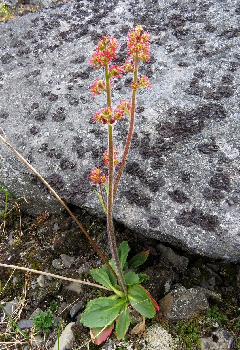 Image of Micranthes hieraciifolia specimen.