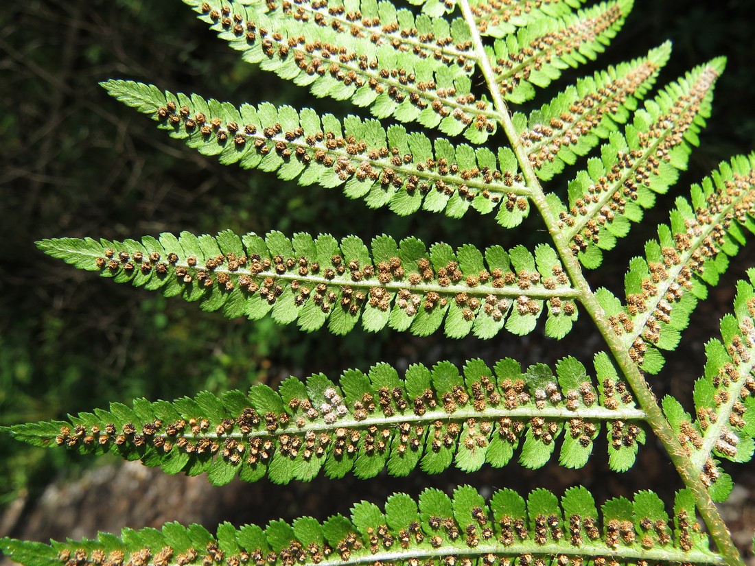 Image of Dryopteris filix-mas specimen.