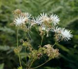 Thalictrum contortum. Отцветающее соцветие. Амурская обл., Бурейский р-н, правый берег р. Бурея, окр. с. Малиновка, луг. 17.07.2016.