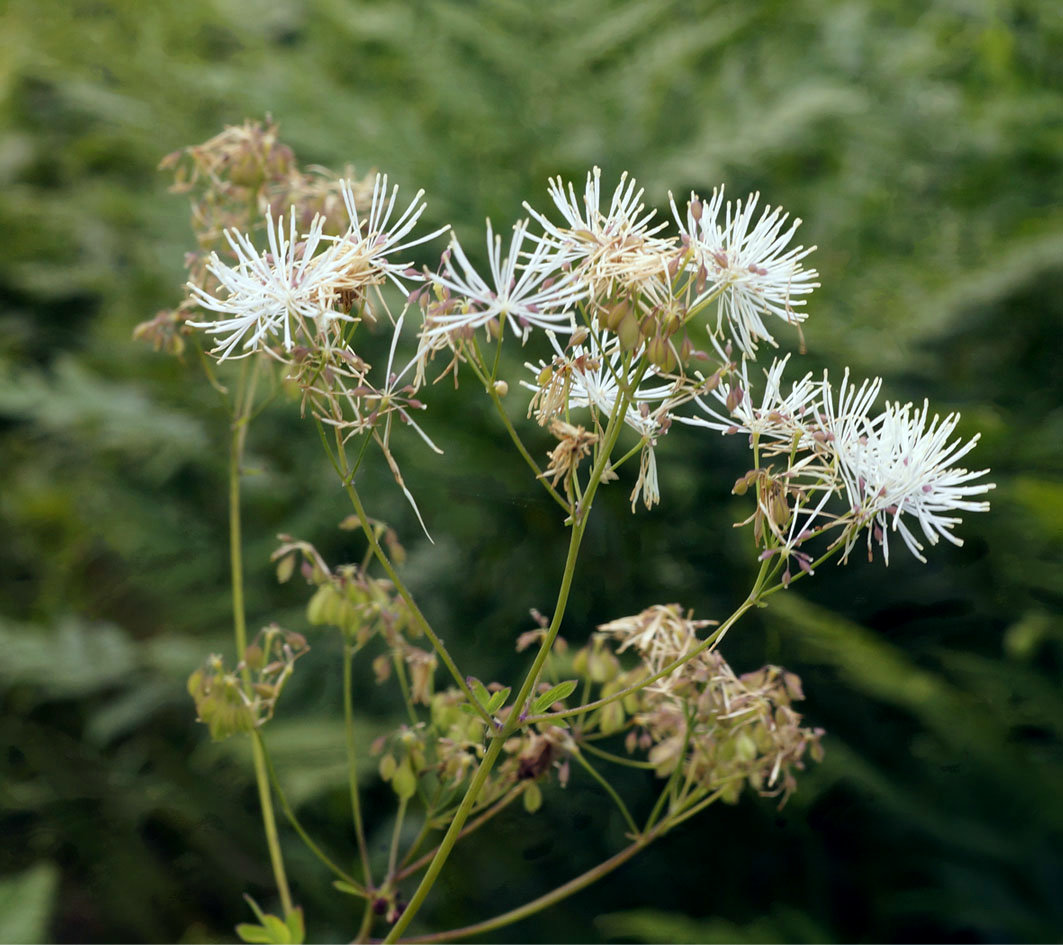 Изображение особи Thalictrum contortum.