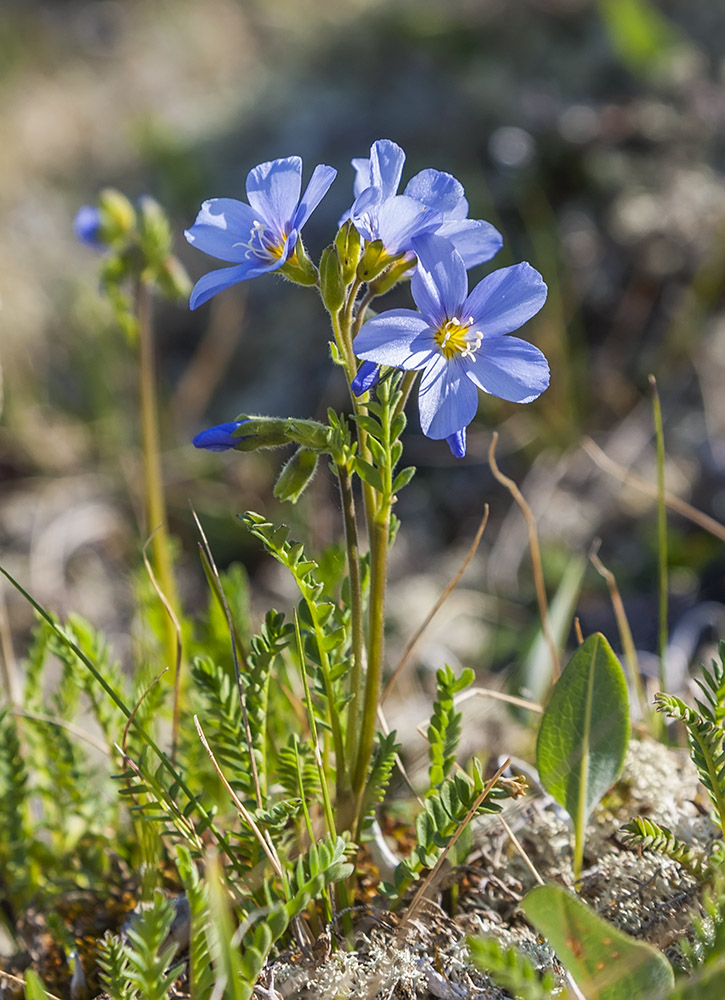 Image of Polemonium boreale specimen.