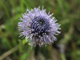 Globularia bisnagarica