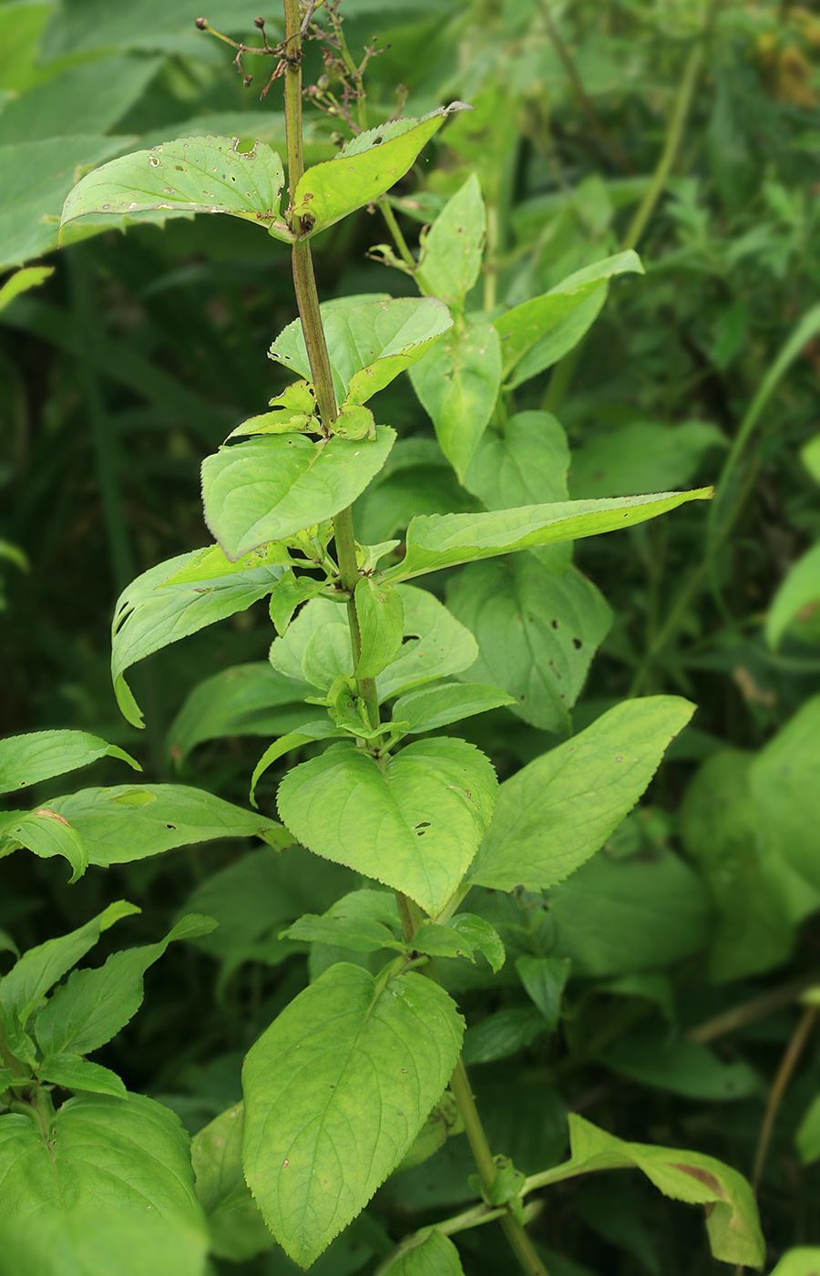 Image of Scrophularia grayana specimen.