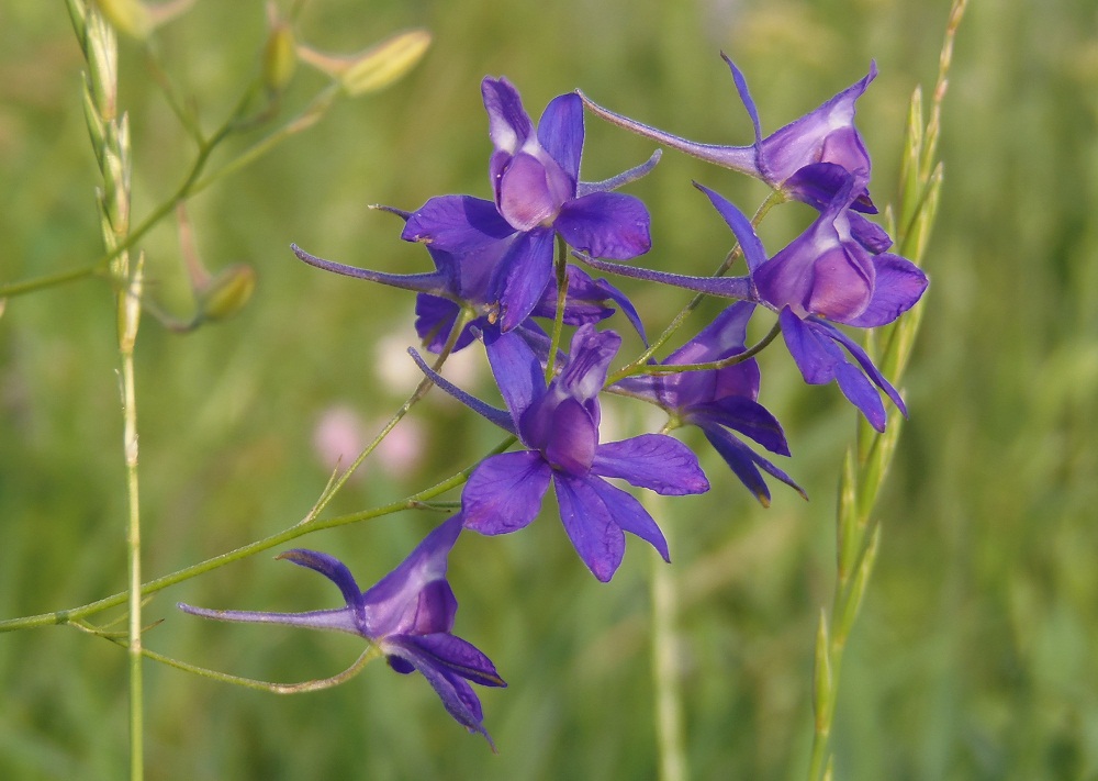 Image of Delphinium consolida specimen.