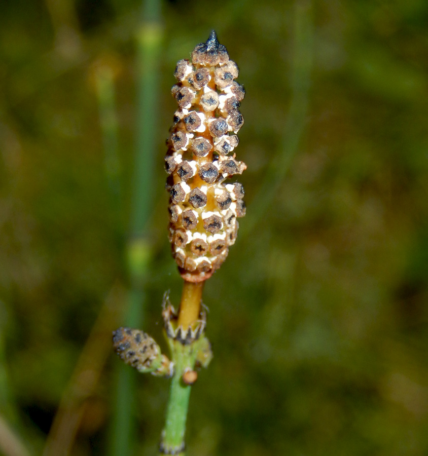 Изображение особи Equisetum ramosissimum.