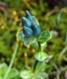 Gentiana glauca. Верхушка растения с бутонами. Камчатский край, Елизовский р-н, горный массив Вачкажец, горная тундра, напротив водопада. 18.08.2016.