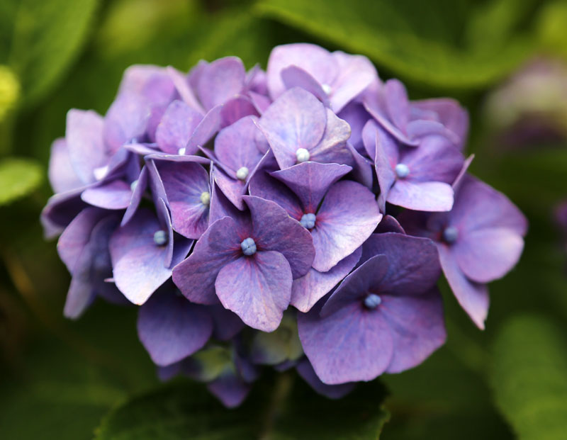 Изображение особи Hydrangea macrophylla.