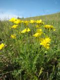 Linum flavum. Цветущее растение. Пензенская обл., Лунинский р-н, окр. с. Белый Ключ, холм Чердак, луговая степь. 19 июня 2015 г.