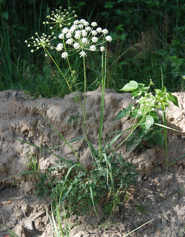 Изображение особи Peucedanum oreoselinum.