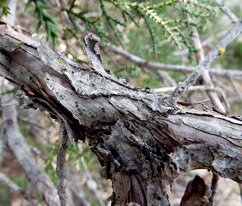 Image of Juniperus foetidissima specimen.