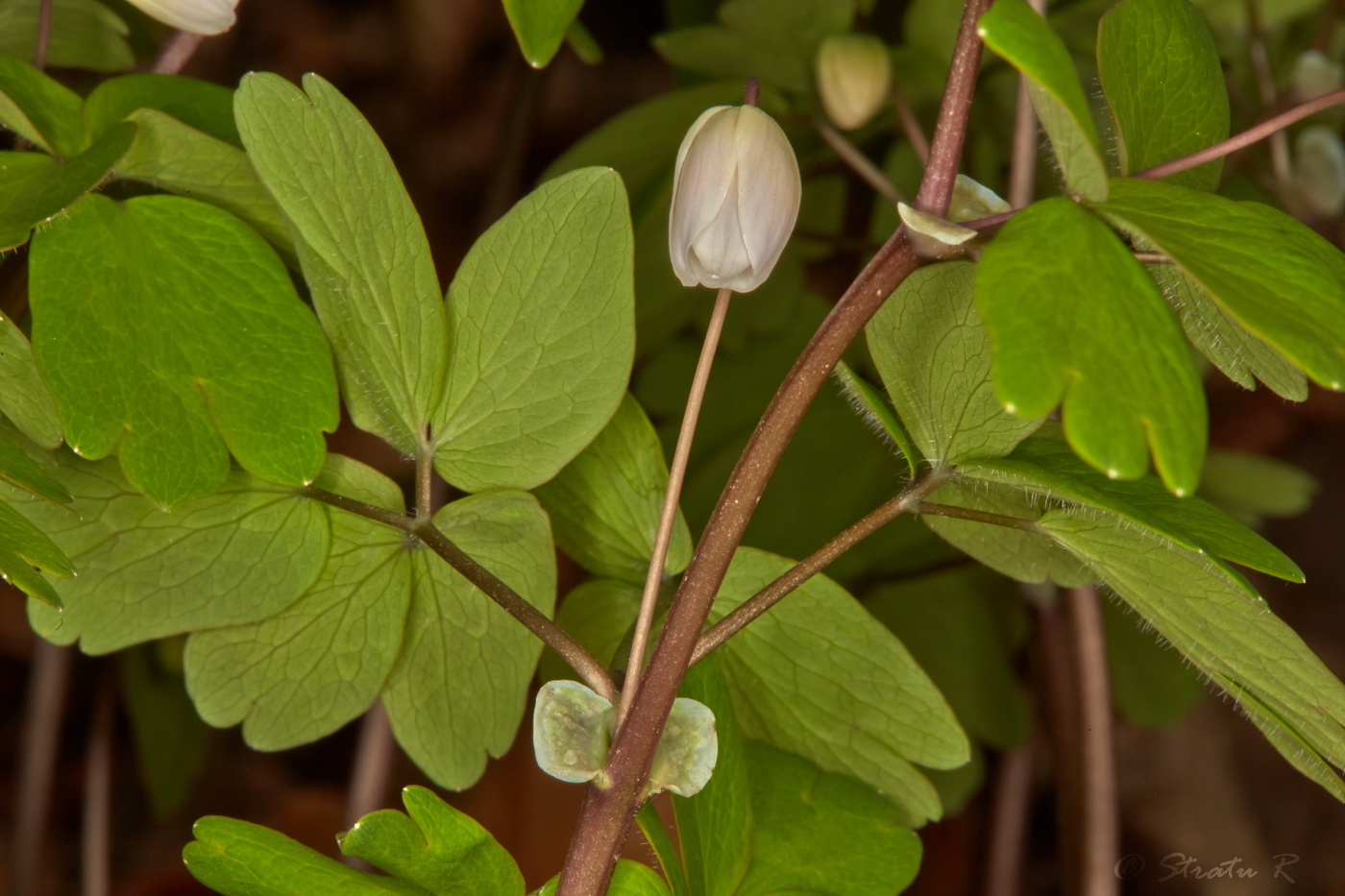 Изображение особи Isopyrum thalictroides.