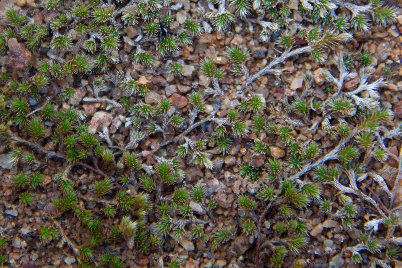 Image of genus Selaginella specimen.