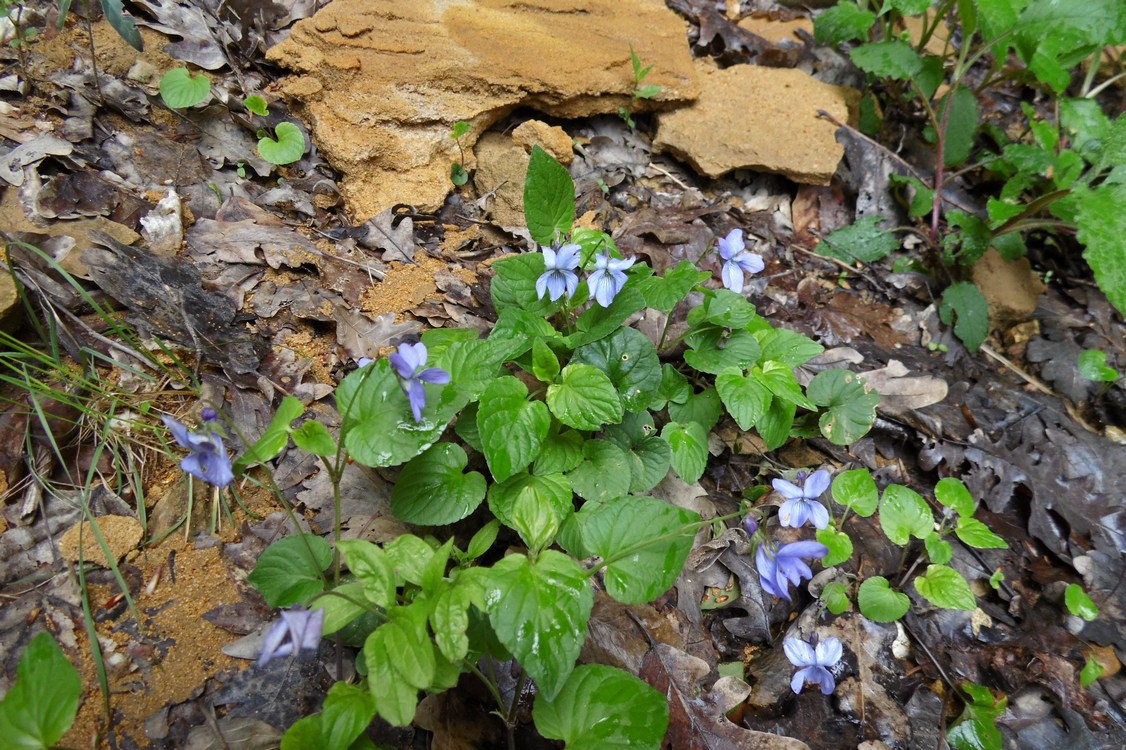 Изображение особи Viola reichenbachiana.