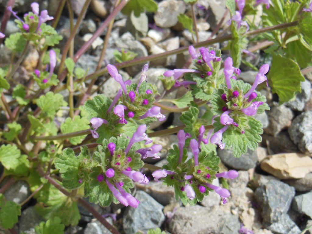 Изображение особи Lamium amplexicaule.