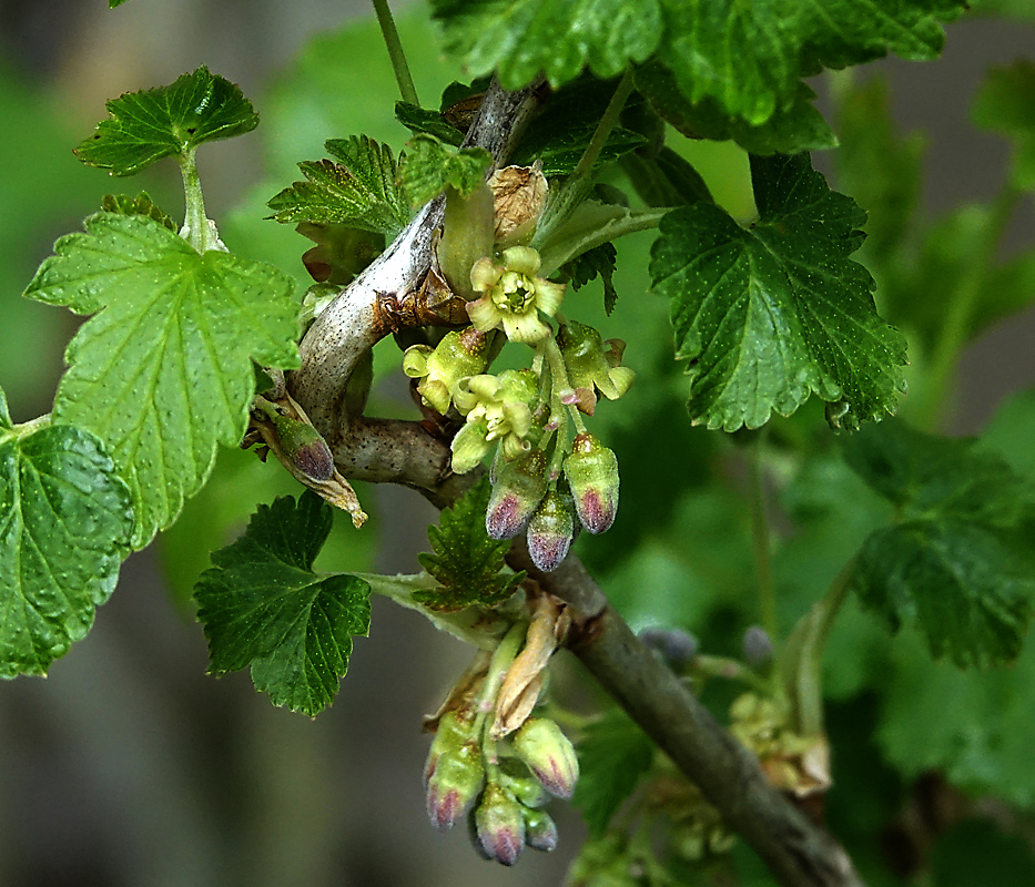 Изображение особи Ribes nigrum.