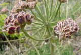 Zosima absinthifolia