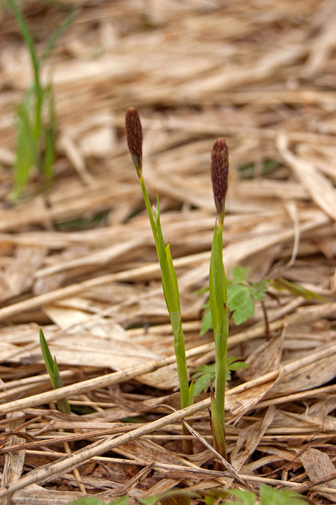 Изображение особи Carex pilosa.