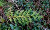 Thuja occidentalis. Веточка. Латвия, Юрмала, пос. Булдури, опушка лесопарка. 23.04.2017.