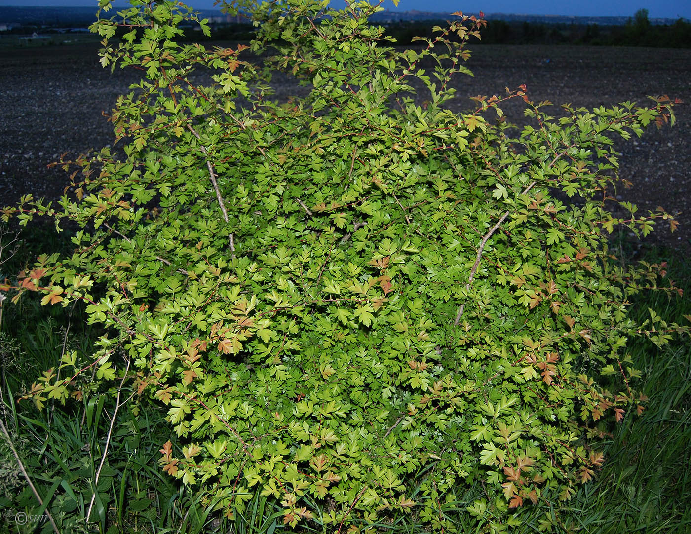 Image of Crataegus monogyna specimen.