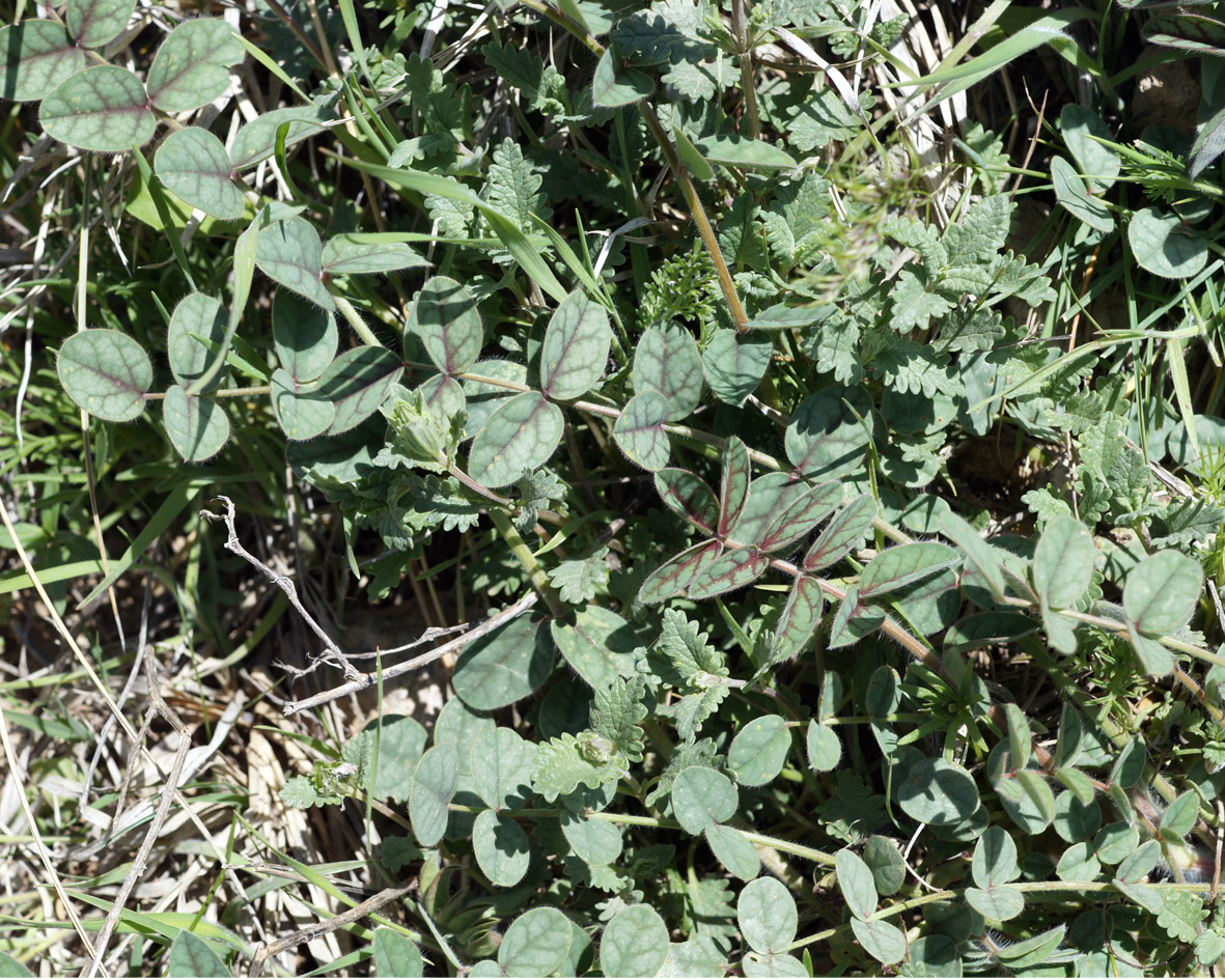 Image of genus Xanthobrychis specimen.