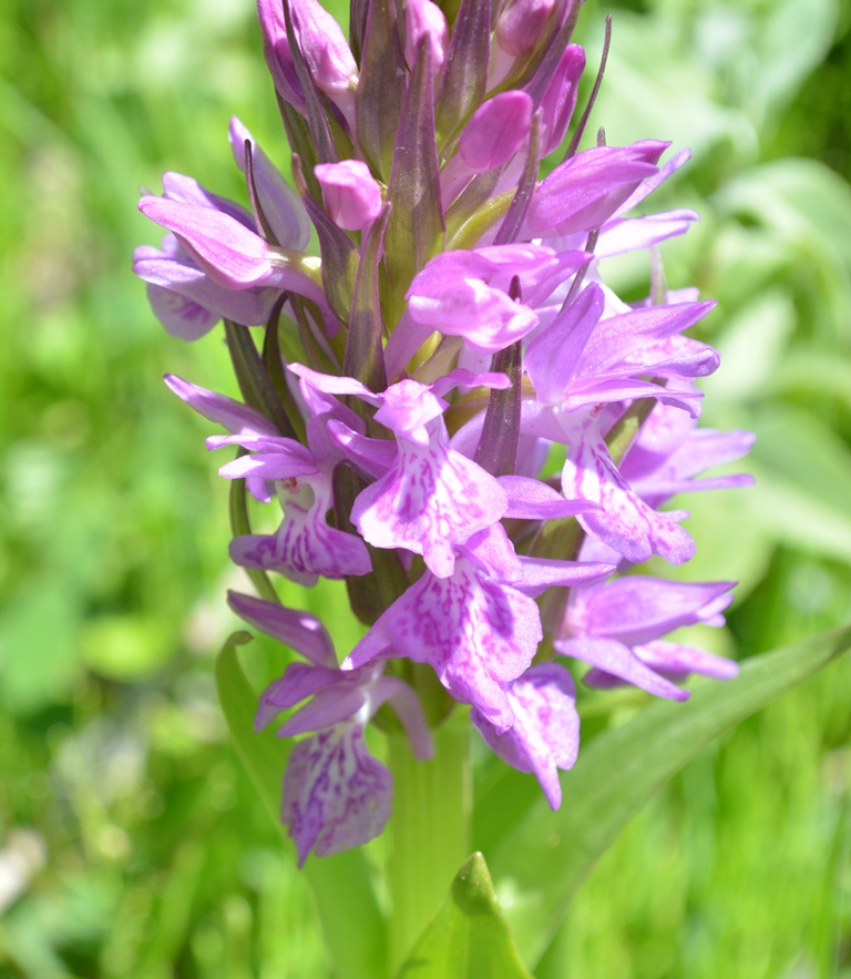 Изображение особи Dactylorhiza umbrosa.