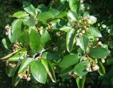 Cotoneaster lucidus