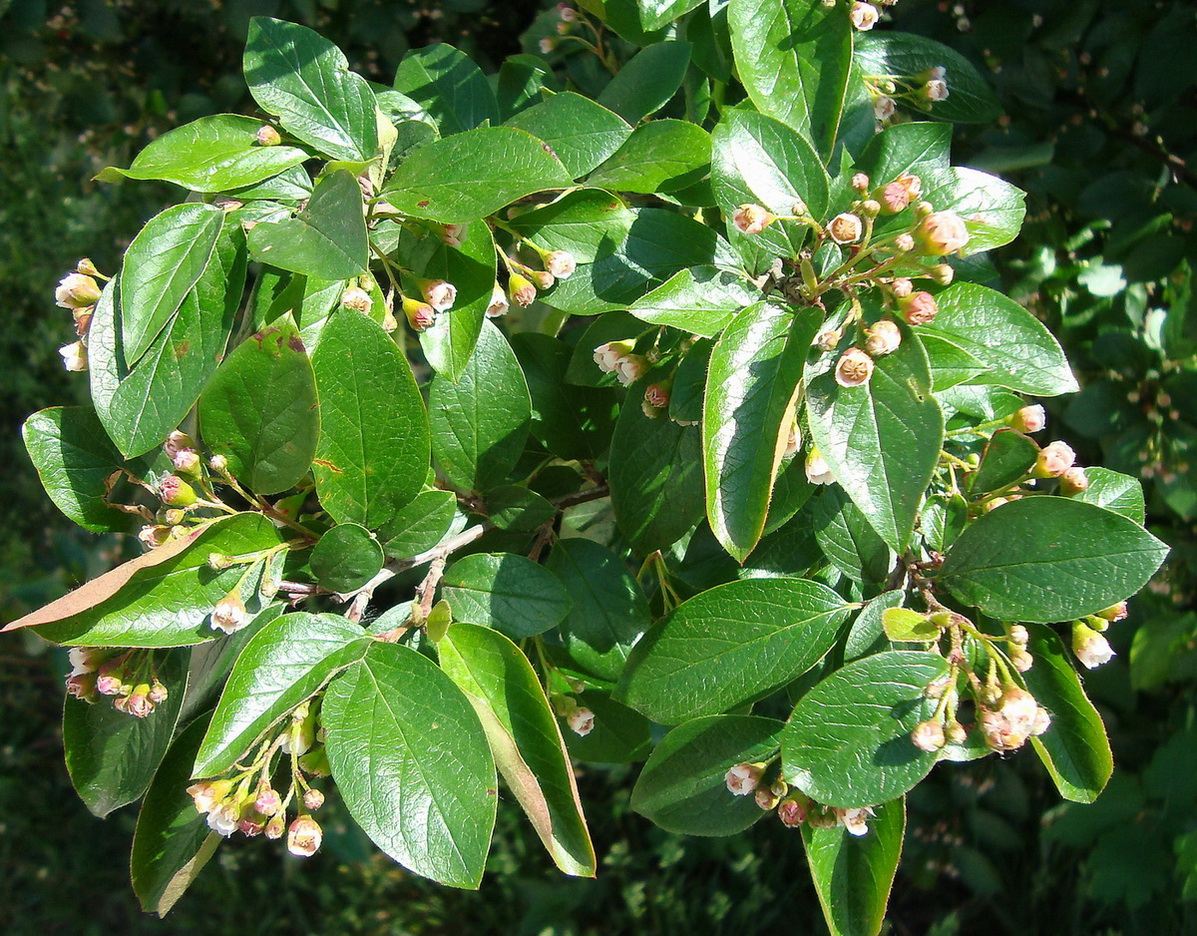 Image of Cotoneaster lucidus specimen.