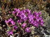 Oxytropis czukotica. Цветущие растения среди лишайников. Магаданская обл., окр. г. Магадан, пос. Снежная Долина, водораздел в бассейне р. Дукча, кустарничково-лишайниковые кедровые стланики. 11.06.2017.