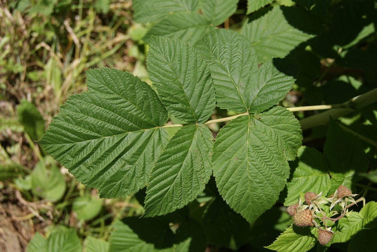 Image of Rubus idaeus specimen.