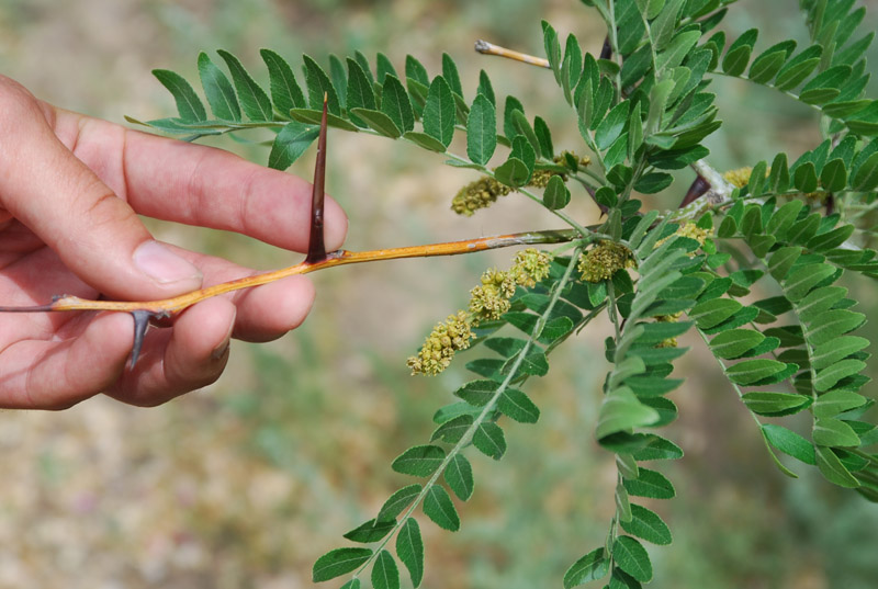 Изображение особи Gleditsia triacanthos.