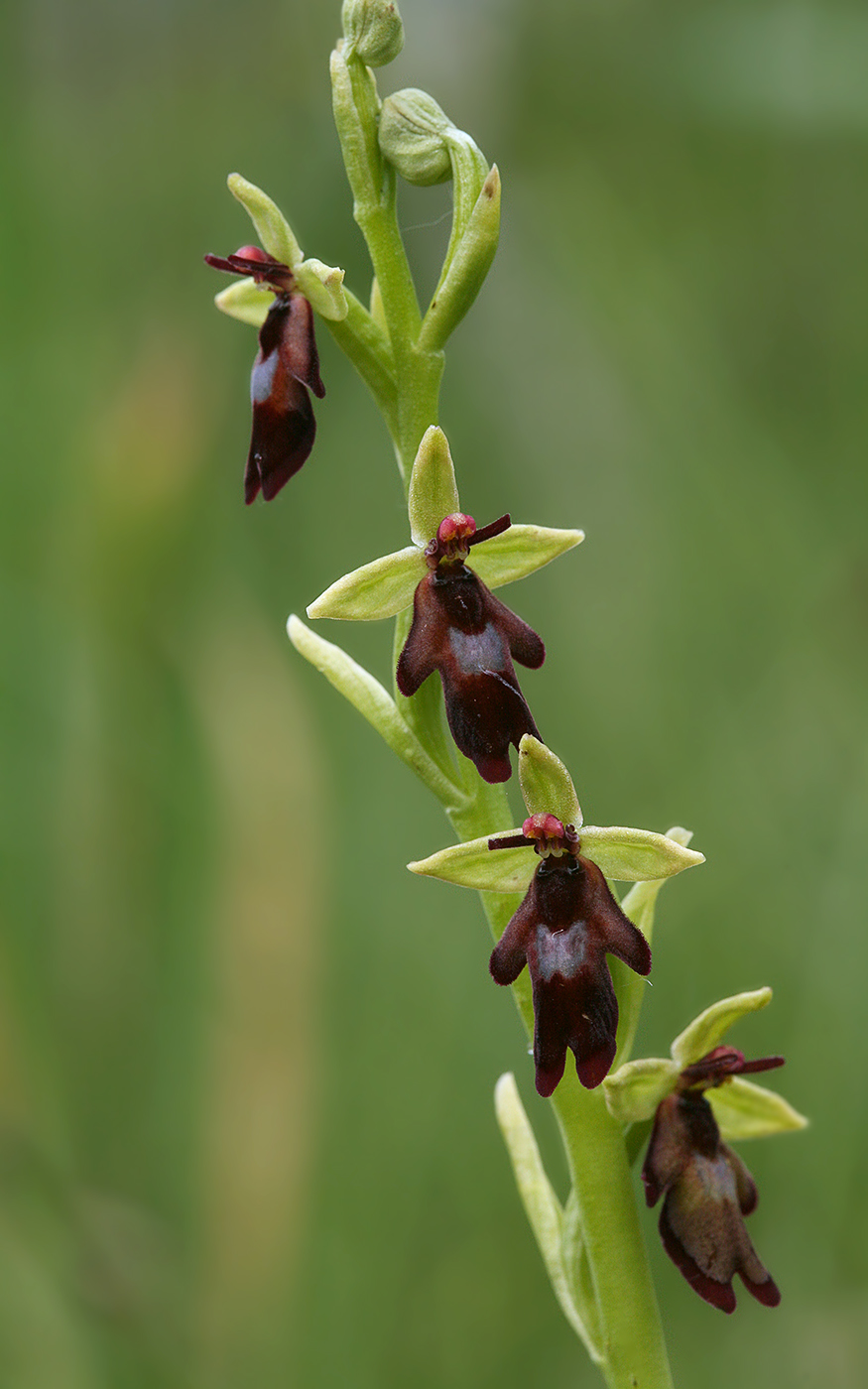 Image of Ophrys insectifera specimen.