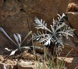 Centaurea incompleta. Вегетирующие растения. Греция, Олимп (Όλυμπος), 650 м н.у.м., вертикальный откос. 12.07.2017.