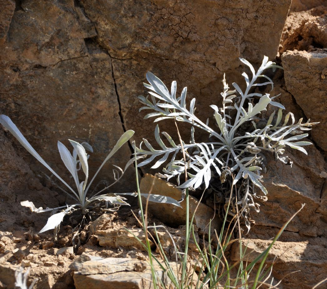 Image of Centaurea incompleta specimen.