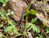 Geranium sibiricum