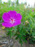 Geranium sanguineum