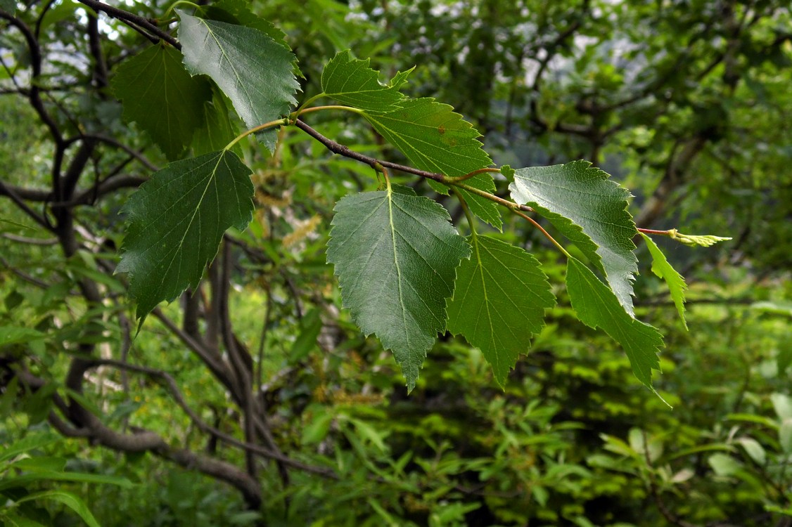 Image of Betula pendula specimen.