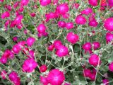 Lychnis coronaria