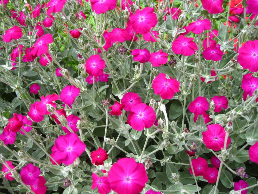 Image of Lychnis coronaria specimen.