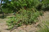 Combretum microphyllum