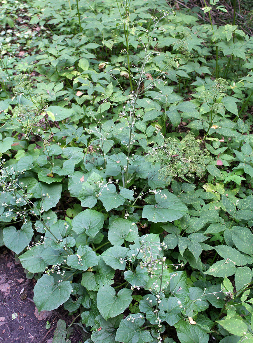 Изображение особи Adenocaulon adhaerescens.