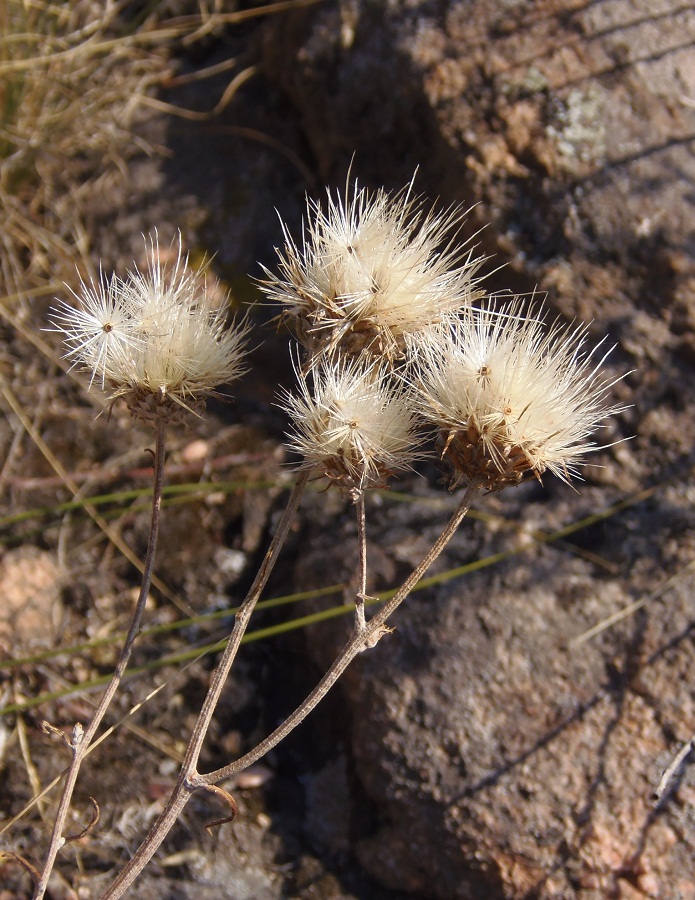 Image of Jurinea granitica specimen.