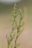 Artemisia campestris