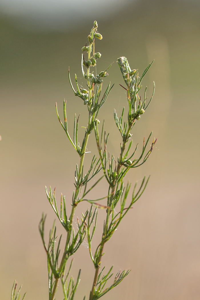 Изображение особи Artemisia campestris.